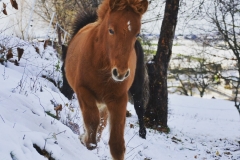 Stjörnuhimin vom Sachsengang