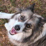 Portrait Hund am Gestüt Steinfeld
