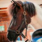 Pferd Closeup
